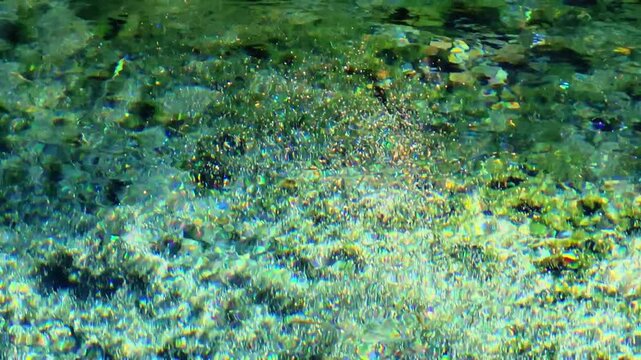水底の砂やコケの間からこんこんと水が湧き出る神秘的な白川水源