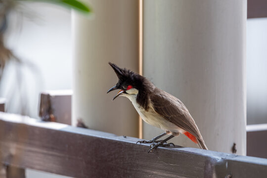 Red whiskered bulbul perched wooden railing open beak showing black crest red cheek patch natural plumage soft urban background