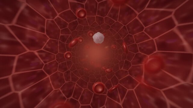 Red Blood Cells Flowing Through Vessel Loop