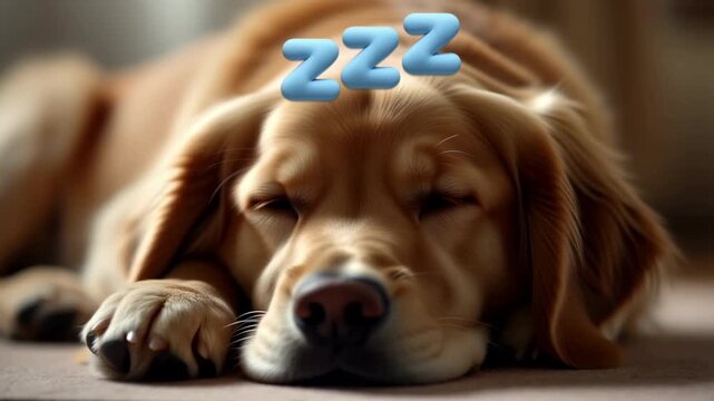 Slow motion animation of sleeping dog with floating zzz symbols above its head in adorable pet moment no black bars relaxing calm