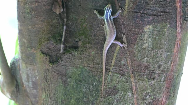 Striped tree skint, on Gaya Island, Borneo.
