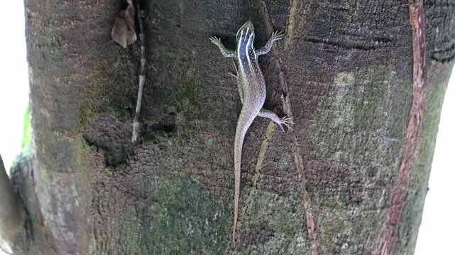 Camouflaged striped tree skint, on Gaya Island, Borneo.