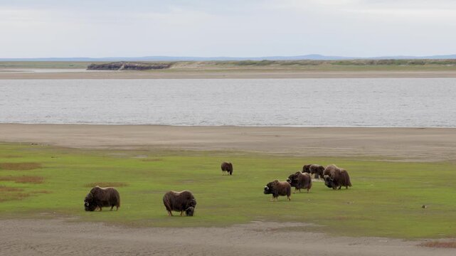 A large herd of musk oxen with cubs in the tundra. Republic of Sakha (Yakutia), Russia.