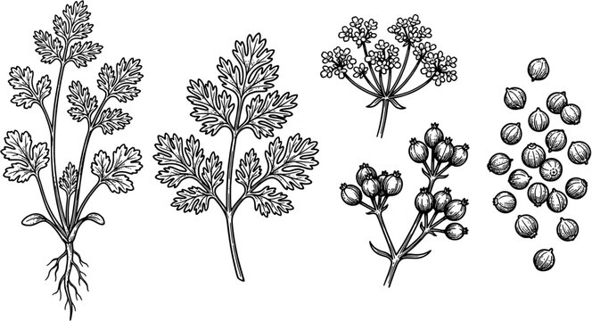 Coriander plant vector illustration set in engraved vintage style including leaves, roots, flowers, seed pods and dried seeds.