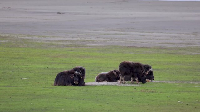 A large herd of musk oxen with cubs in the tundra. Republic of Sakha (Yakutia), Russia.