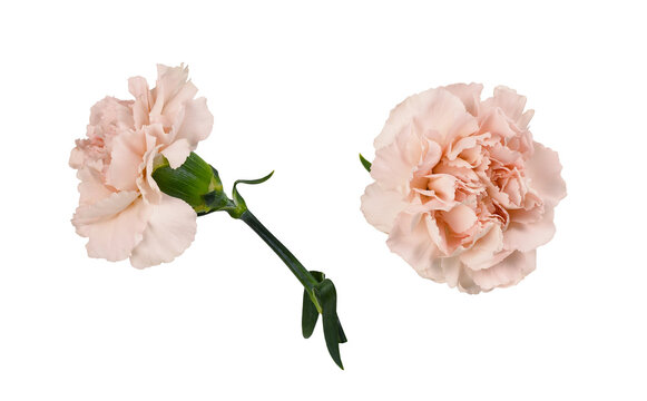 Set of orange carnation flowers isolated on white or transparent background. Profile view.