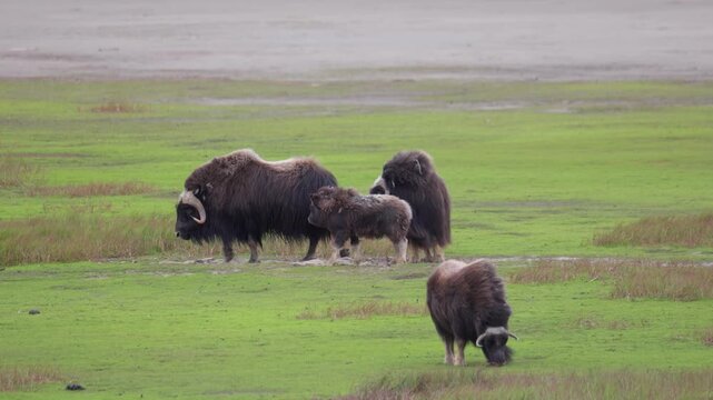 A large herd of musk oxen with cubs in the tundra. Republic of Sakha (Yakutia), Russia.