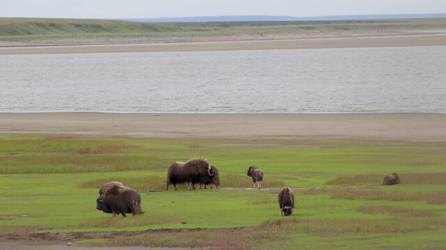 A large herd of musk oxen with cubs in the tundra. Republic of Sakha (Yakutia), Russia.