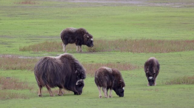 A large herd of musk oxen with cubs in the tundra. Republic of Sakha (Yakutia), Russia.