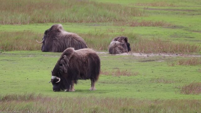 A large herd of musk oxen with cubs in the tundra. Republic of Sakha (Yakutia), Russia.