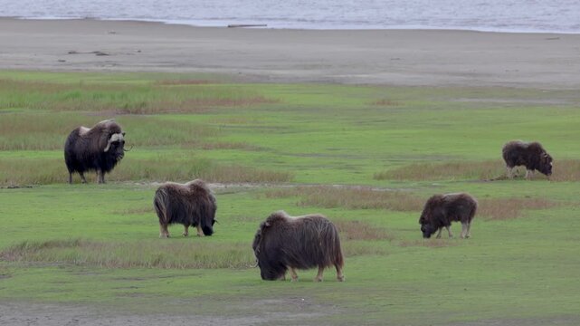 A large herd of musk oxen with cubs in the tundra. Republic of Sakha (Yakutia), Russia.