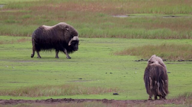 A large herd of musk oxen with cubs in the tundra. Republic of Sakha (Yakutia), Russia.