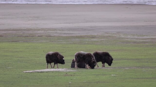A large herd of musk oxen with cubs in the tundra. Republic of Sakha (Yakutia), Russia.