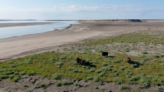 
A large herd of musk oxen with cubs in the tundra. Republic of Sakha (Yakutia), Russia.