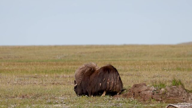 Male muskox in tundra. Republic of Sakha, Yakutia, Russia