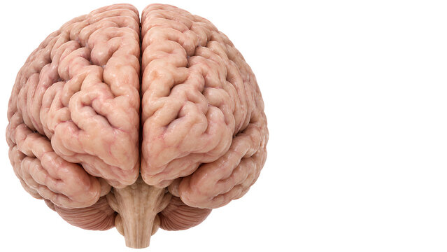 Alzheimer's disease brain showing hippocampal and cortical atrophy, photorealistic 3D medical illustration with clean copy space for neurology education, dementia awareness and patient information