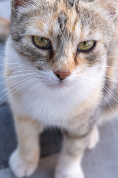 Cat sitting on a stone pathway during the day, looking directly at the camera with green eyes and a calico coat pattern
