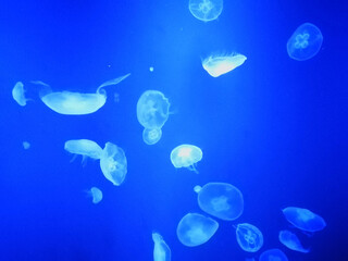 Group of glowing jellyfish floating gracefully underwater in deep blue sea © Thornapat