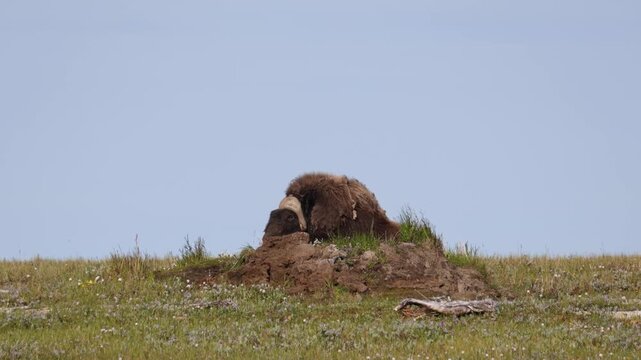 Male muskox in tundra. Republic of Sakha, Yakutia, Russia