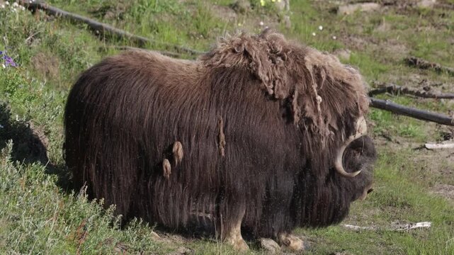 Male muskox in tundra. Republic of Sakha, Yakutia, Russia
