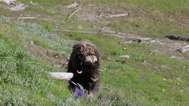 Male muskox in tundra. Republic of Sakha, Yakutia, Russia