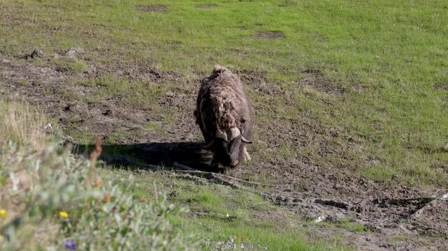 Male muskox in tundra. Republic of Sakha, Yakutia, Russia