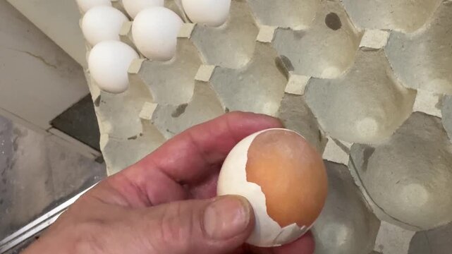 Hand holding a raw chicken egg whose shell has peeled away, the egg kept whole by its thin inner membrane, izakaya kitchen, Japan