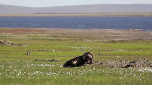 Male muskox in tundra. Republic of Sakha, Yakutia, Russia