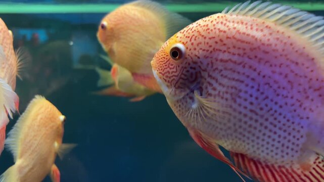 Extreme close-up of a vibrant spotted Discus fish swimming in a freshwater aquarium.