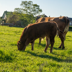 Cows grazing in a green field during the day in a rural area © Jill Dundee