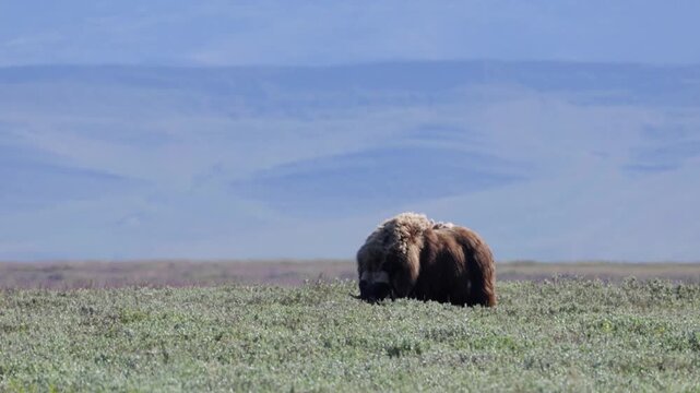Male muskox in tundra. Republic of Sakha, Yakutia, Russia