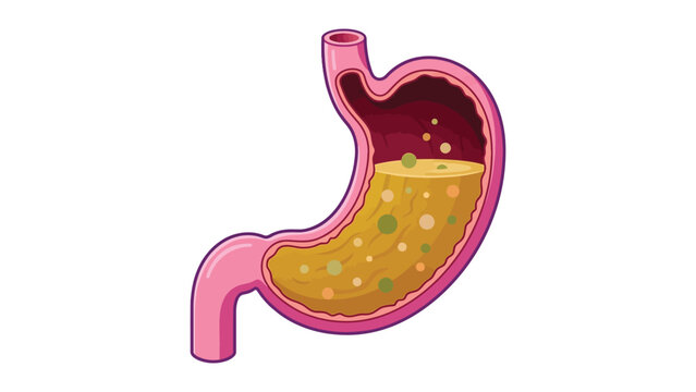 Human stomach cross section vector illustration showing internal digestion process with acidic fluids and particles floating