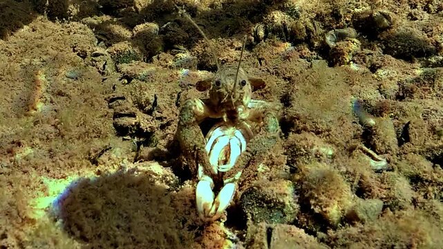 Two red swamp crayfish &ndash; Procambarus clarkii &ndash; mate underwater. The male holds the female&rsquo;s claws while she lies on her back, then both suddenly flee.