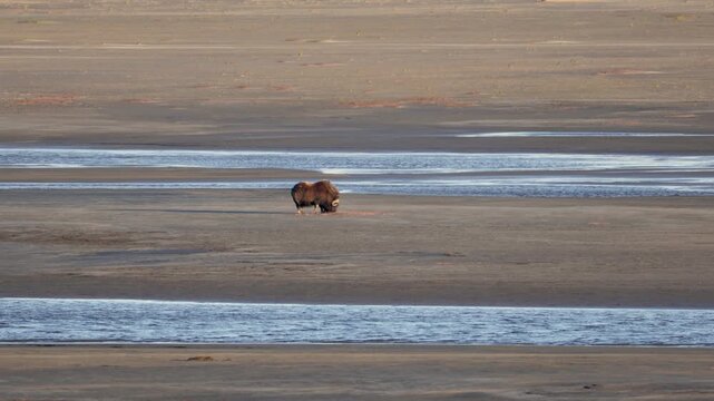 Male muskox in tundra. Republic of Sakha, Yakutia, Russia