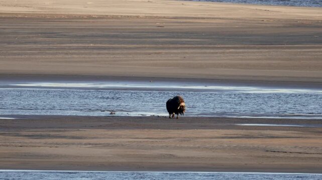 Male muskox in tundra. Republic of Sakha, Yakutia, Russia
