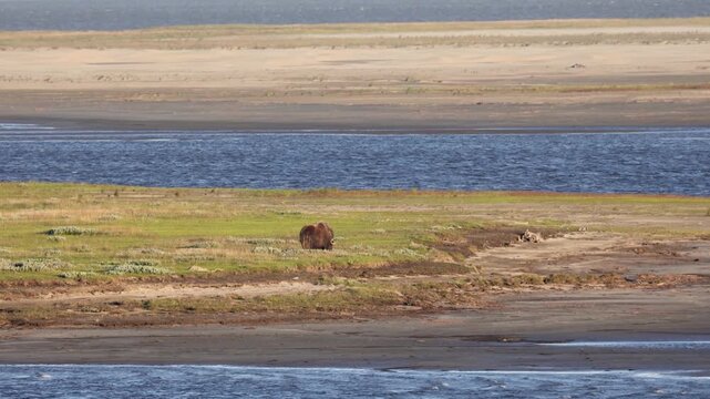 Male muskox in tundra. Republic of Sakha, Yakutia, Russia