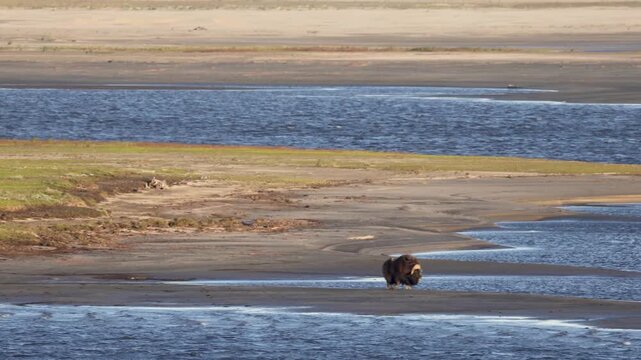 Male muskox in tundra. Republic of Sakha, Yakutia, Russia