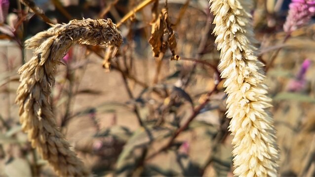 Close up of dried Celosia flower head and wheat-like seed spikes in dry autumn garden