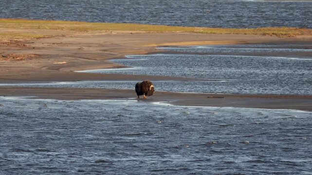 Male muskox in tundra. Republic of Sakha, Yakutia, Russia