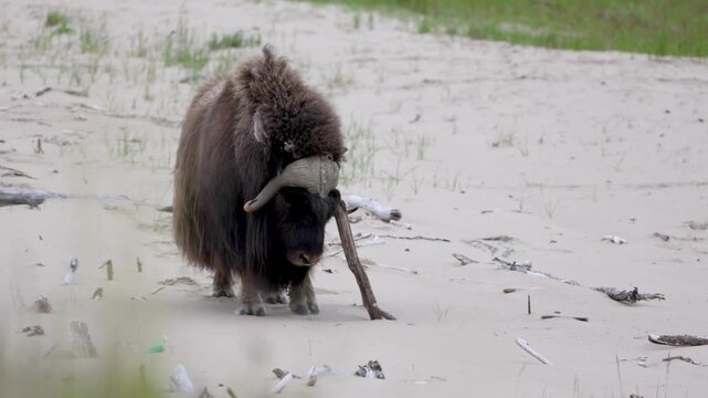 Male muskox in tundra. Republic of Sakha, Yakutia, Russia