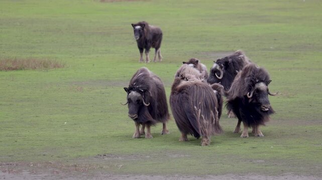 A large herd of musk oxen with cubs in the tundra. Republic of Sakha (Yakutia), Russia.