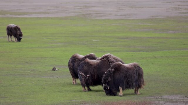 A large herd of musk oxen with cubs in the tundra. Republic of Sakha (Yakutia), Russia.
