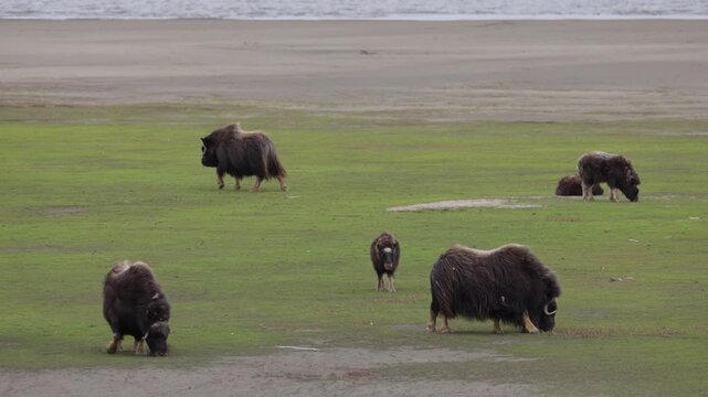 A large herd of musk oxen with cubs in the tundra. Republic of Sakha (Yakutia), Russia.