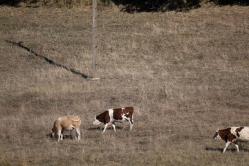 cows in the field © marguerite