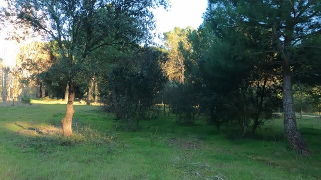 Wild roe deer flee in fear among the trees