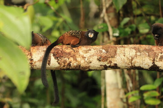 The Andean saddle-back tamarin (Leontocebus leucogenys) is a species of saddle-back tamarin, a type of small monkey from South America. This photo was taken in North Peru.