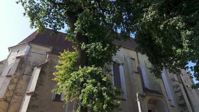 Gothic church exterior framed by large tree at Biertan fortified church in Transylvania Romania