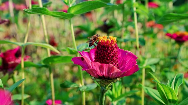 Honeybee foraging on vivid pink zinnia flower in detailed closeup. Natural pollination scene with insect behavior, botanical texture and colorful floral background.