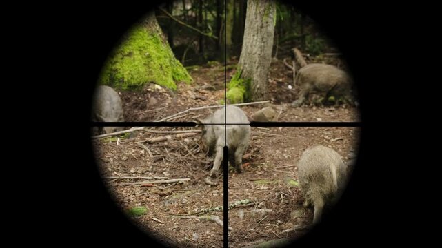 Wild boars foraging for food in lush forest habitat, seen through hunters scope, capturing their natural behavior and dynamic movement.