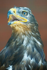 Fototapeta premium Golden eagle with sharp yellow beak and piercing eye